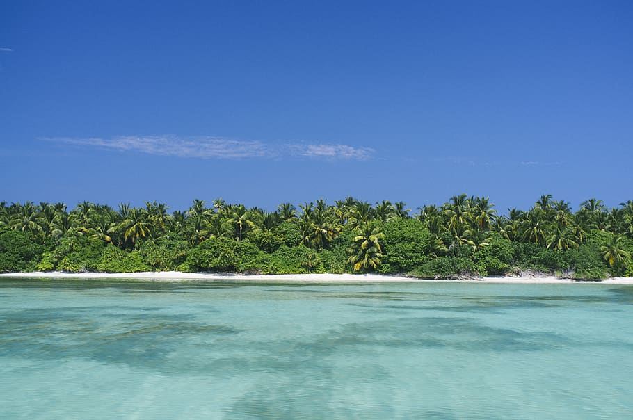maldives, empty, sky, palms, beach, maledives, exotical, sand HD wallpaper