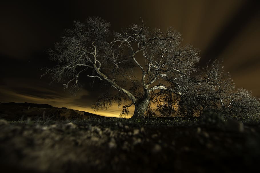nature, tree, no people, close-up, selective focus, feather HD wallpaper