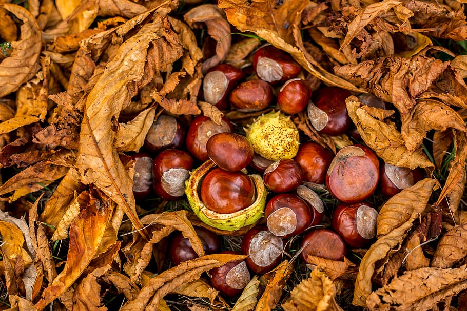 dried leaves with nuts, plant, flora, food, vegetable, grain HD wallpaper