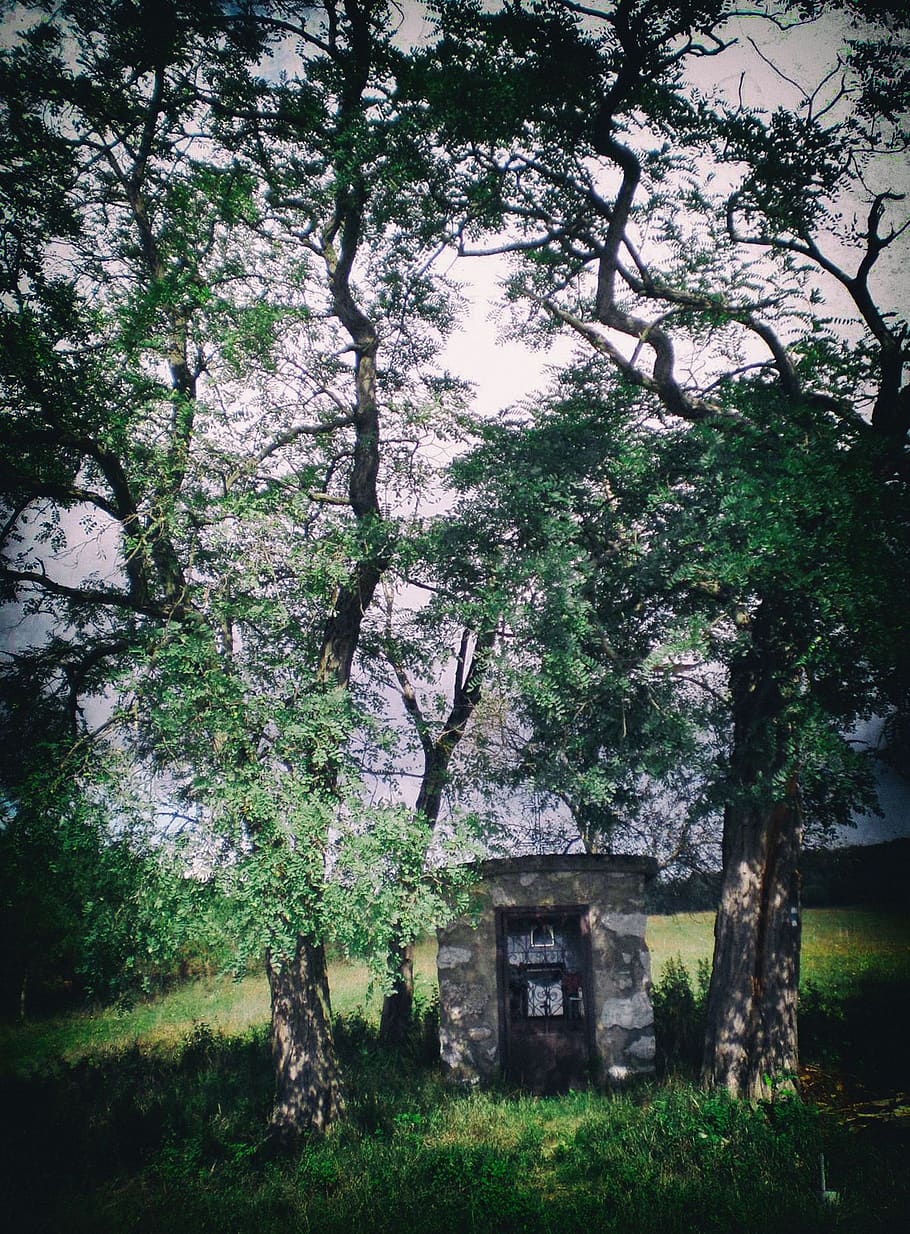 hungary, tornabarakony, tree, chapel, plant, architecture, built structure HD wallpaper