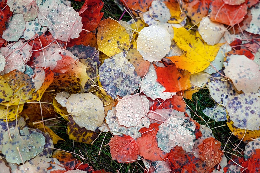 leaves, colorful, diversity, difference, autumn, nature, red HD wallpaper