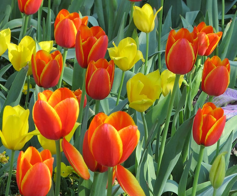 fresh, tulip, flower, nature, fragrance, garden, blooming, flowering plant HD wallpaper