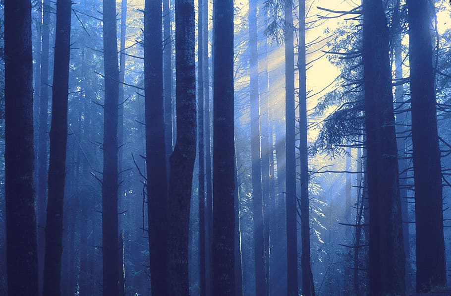 Sun Rise Behind Tree, colors, daylight, design, environment, fog HD wallpaper