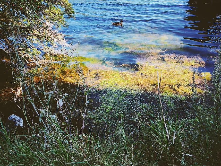 denmark, copenhagen, water, plant, vertebrate, animal themes HD wallpaper