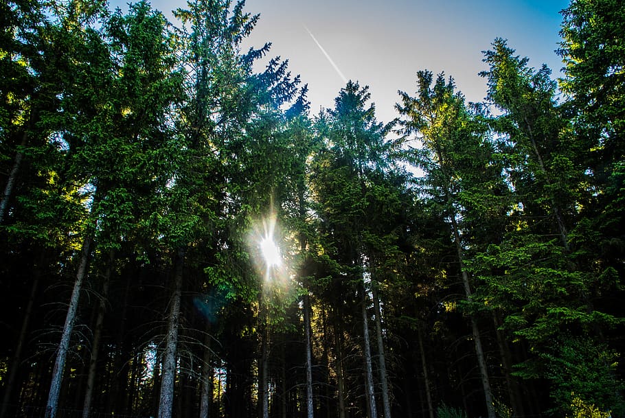 tree, plant, forest, growth, low angle view, beauty in nature HD wallpaper