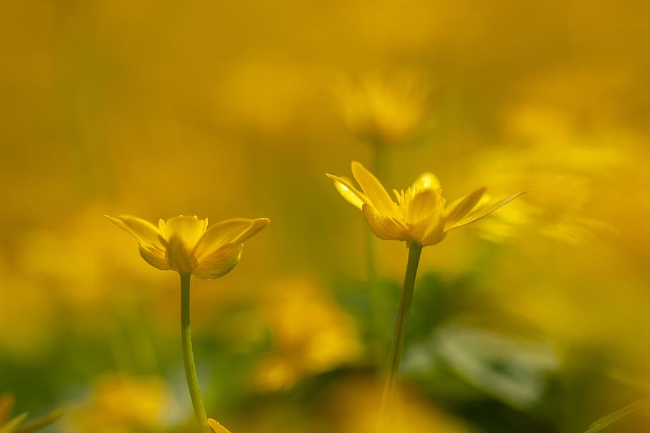 flower, flowering plant, freshness, beauty in nature, fragility HD wallpaper