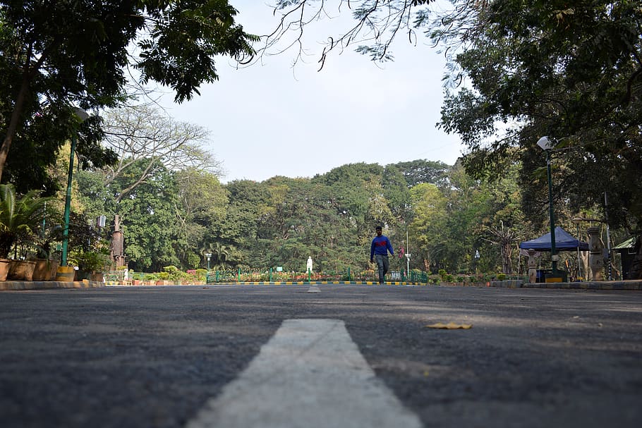 india, bengaluru, guidedlines, park, garden, plant, tree, road HD wallpaper
