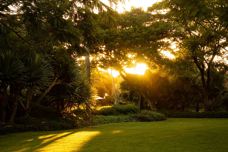 trees, sinlight, grass, green, forest, mauritius, hotel, vacation HD wallpaper