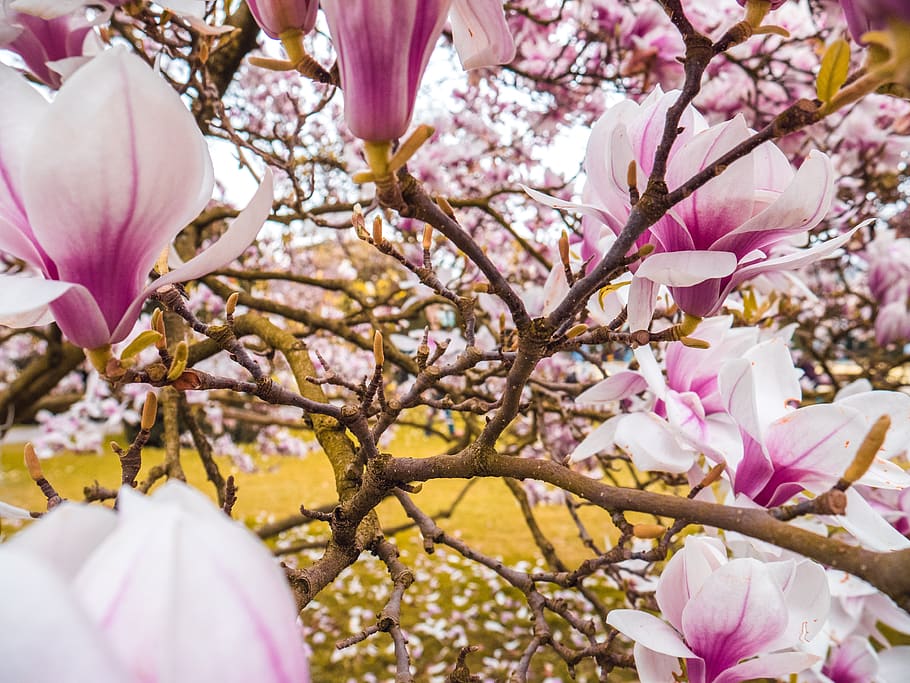 magnolia, blossom, bloom, tree, spring, magnolia blossom, nature HD wallpaper