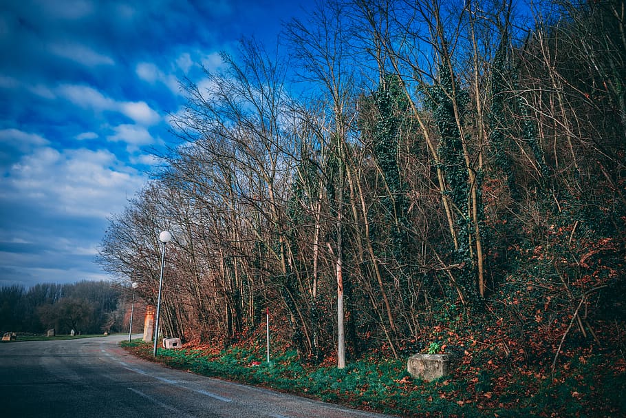 Trees By The Road, blue sky, pavement, plant, nature, day, no people HD wallpaper