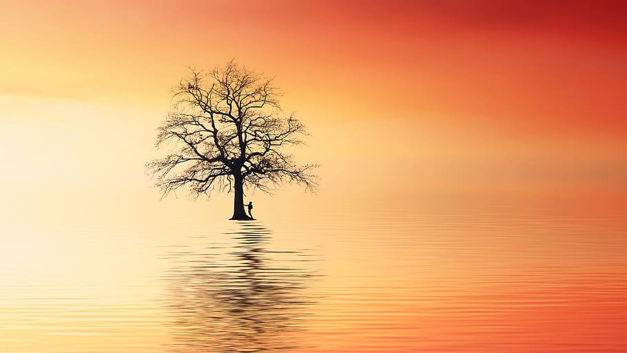 tree, ocean, sunset, wanderer, kahl, warm, red, orange, water HD wallpaper