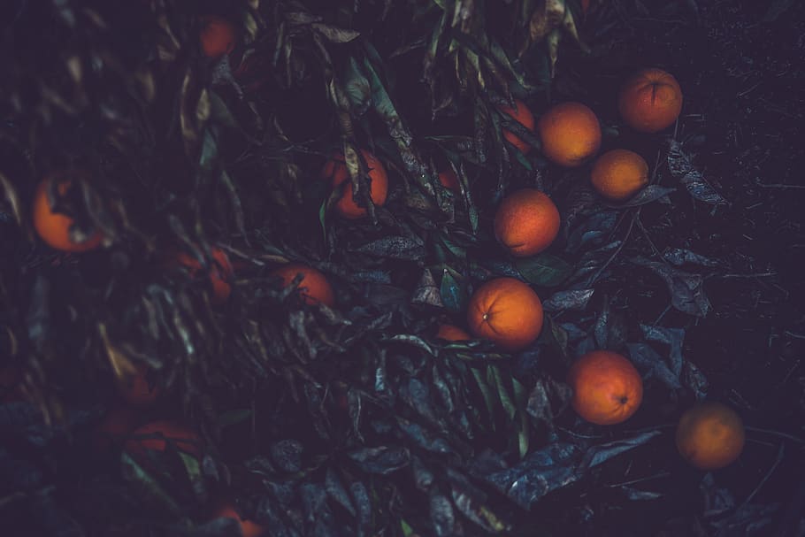 orange fruits, food and drink, healthy eating, wellbeing, orange color HD wallpaper