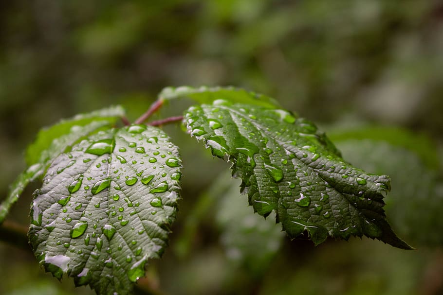 germany, waldstetten, forest, green, nature, lightroom, regen HD wallpaper