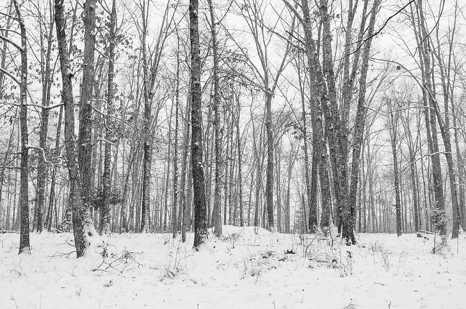 trees, forest, snow, winter, woods, land, cold temperature HD wallpaper