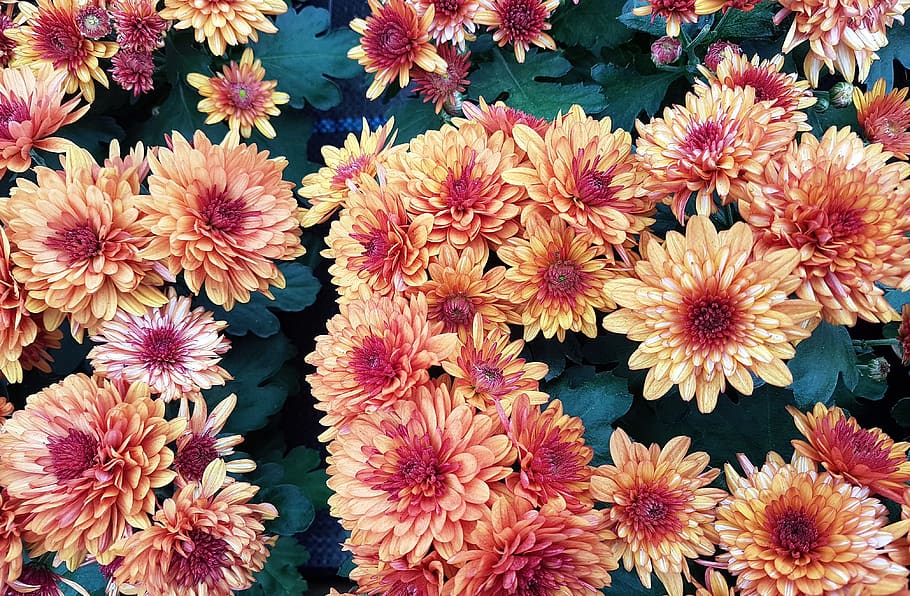 flowers, summer, bloom, garden, flora, flowering plant, vulnerability HD wallpaper