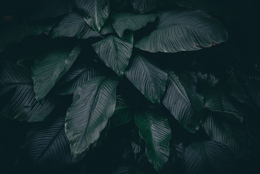 green leafed-plant, plant part, growth, no people, nature, beauty in nature HD wallpaper