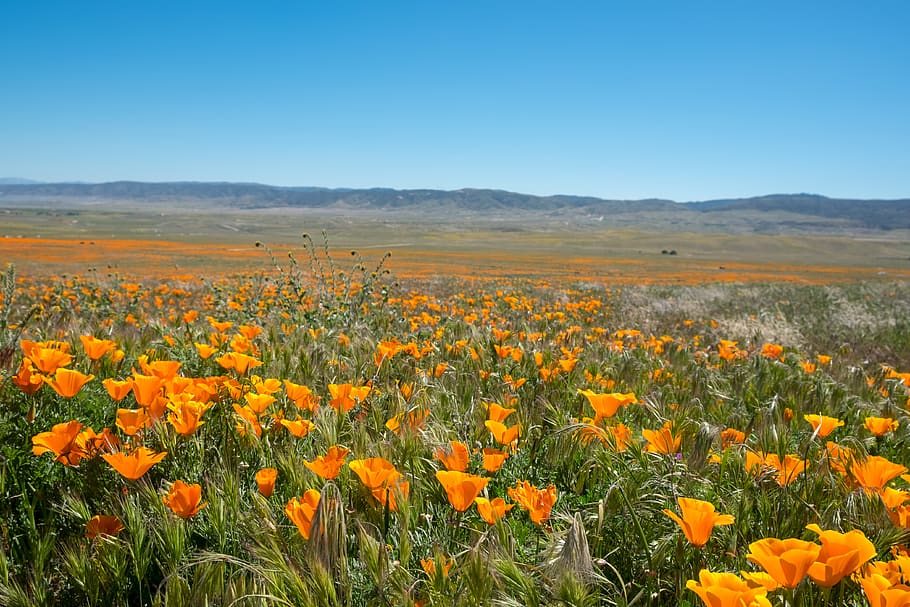 united states, lancaster, antelope valley california poppy reserve state natural reserve