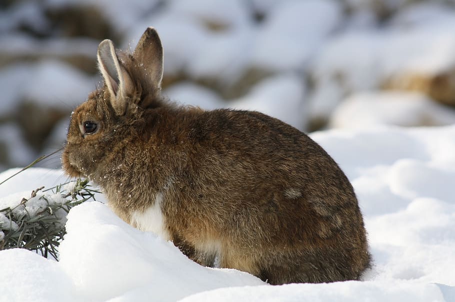 winter, snow, nature, cute, cold, rodent, rabbit, animal world HD wallpaper