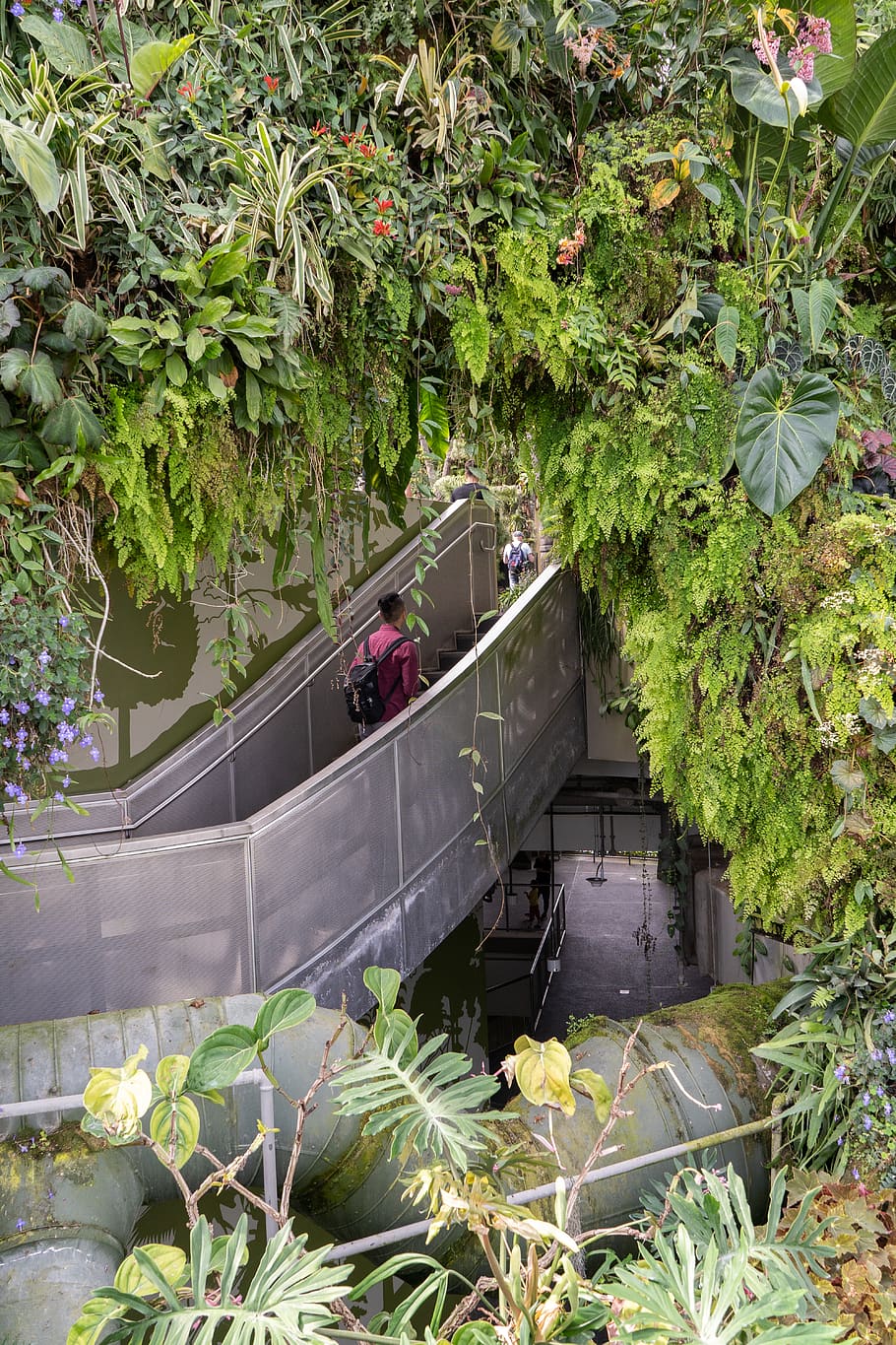 singapore, cloud forest, plant, growth, nature, green color HD wallpaper