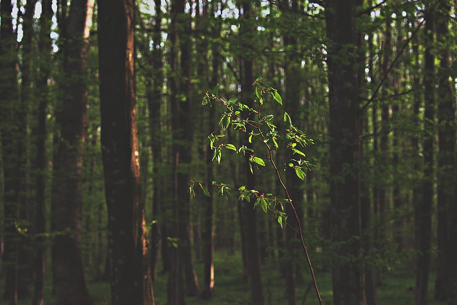 Green Tree Sapling, conifer, dawn, daylight, environment, evergreen HD wallpaper