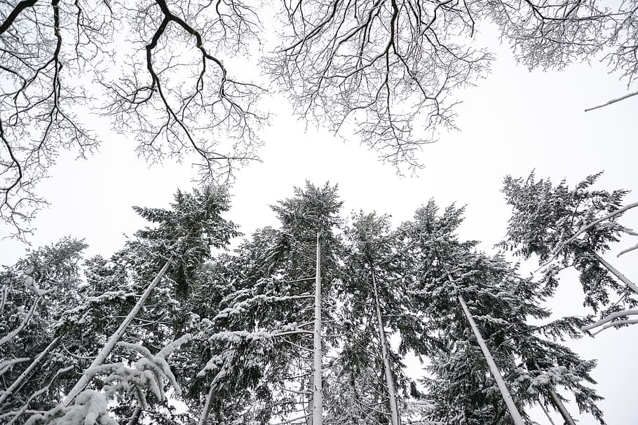 Grayscale Photo of Pine Trees, branches, cold, environment, forest HD wallpaper
