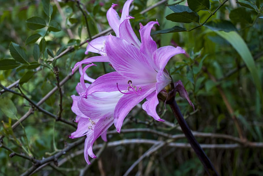 nature, plant, flower, leaf, garden, freshness, beauty in nature, HD wallpaper
