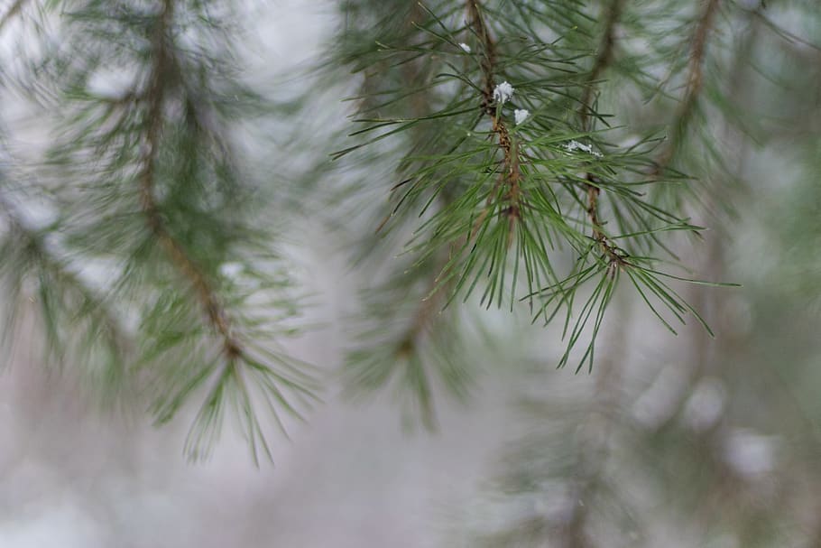 spruce, needles, tree, defocus, plant, growth, close-up, pine tree, HD wallpaper