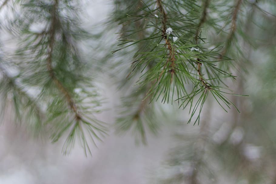 spruce, needles, tree, defocus, plant, growth, close-up, pine tree HD wallpaper