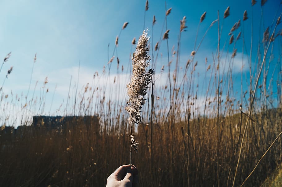 spikes, hand, sky, one person, plant, real people, human hand HD wallpaper