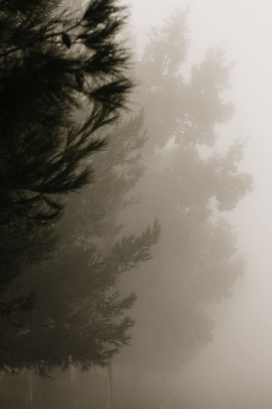 tree, plant, no people, sky, nature, tranquility, cloud - sky HD wallpaper