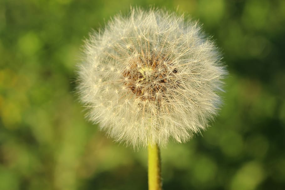 dandelion, flower, seeds, macro, garden, season, close up, white HD wallpaper