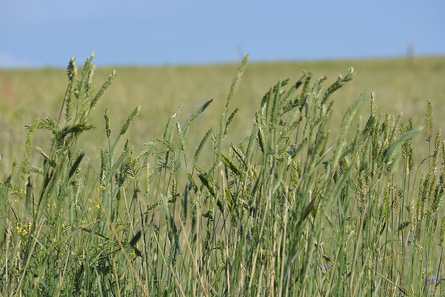 Prairie, Colorado, growth, plant, agriculture, field, crop HD wallpaper