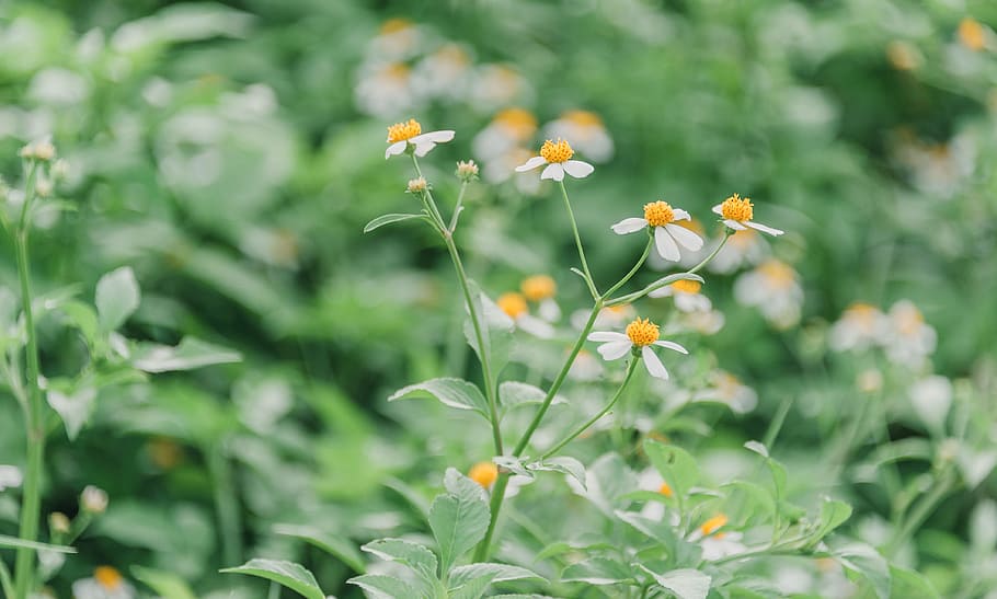 Shallow Focus Photography of Green Leafed Plants With White Flowers HD wallpaper