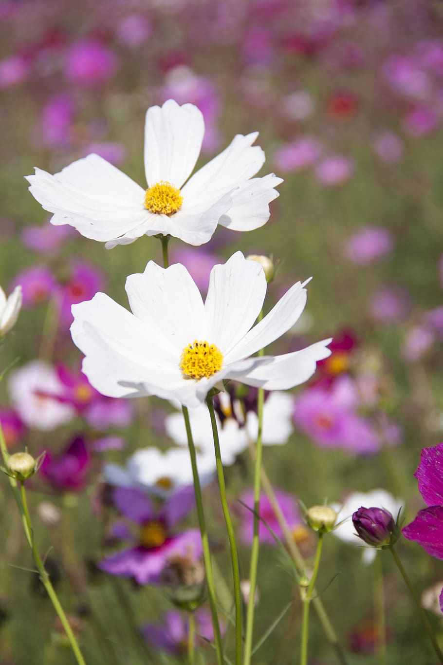White Clustered Petal Flower, bloom, blossom, close-up, flora HD wallpaper