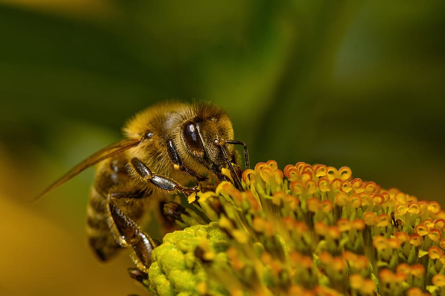 bee, blossom, bloom, insect, nature, honey bee, nectar, macro HD wallpaper