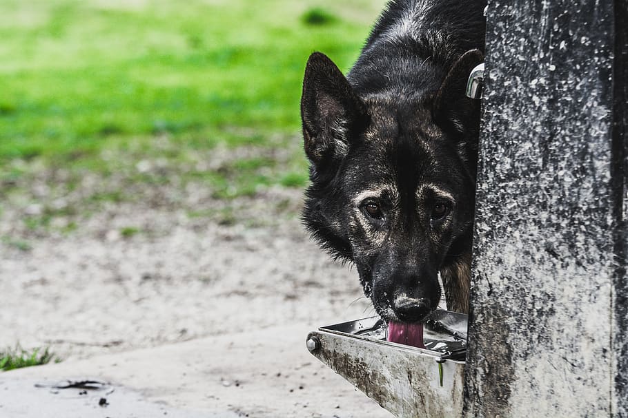 australia, melbourne, lap, dog, water fountain, swill, sheath HD wallpaper