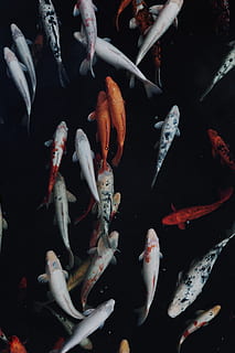 white and orange koi fish, animals in the wild, swimming, group of animals HD wallpaper