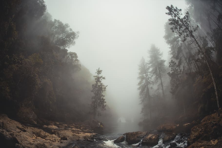 river surrounded with trees and mist during daytime, fog, nature HD wallpaper