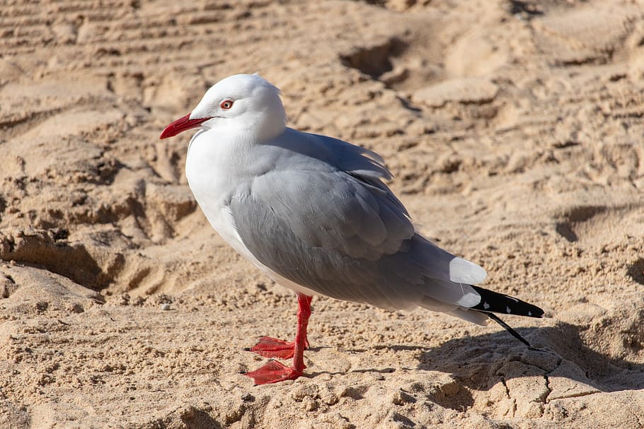 seagull, bird, sand, beach, animal, nature, wildlife, animal themes HD wallpaper