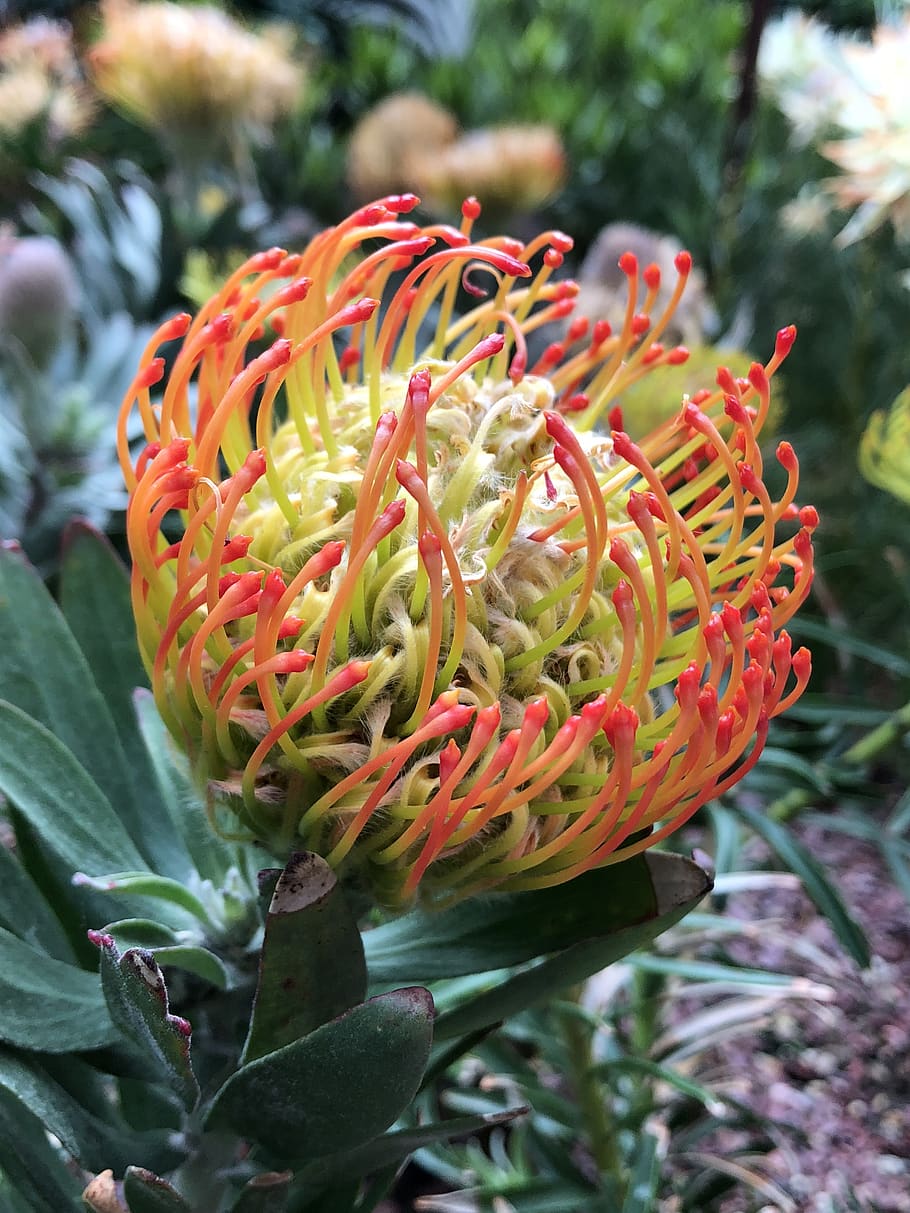 flower, closeup, multiple, close-up, plant, growth, beauty in nature HD wallpaper