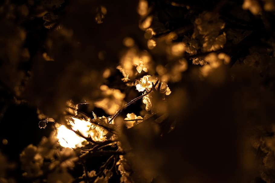 dried leaves, light, flare, nature, outdoors, sunlight, ice, flower