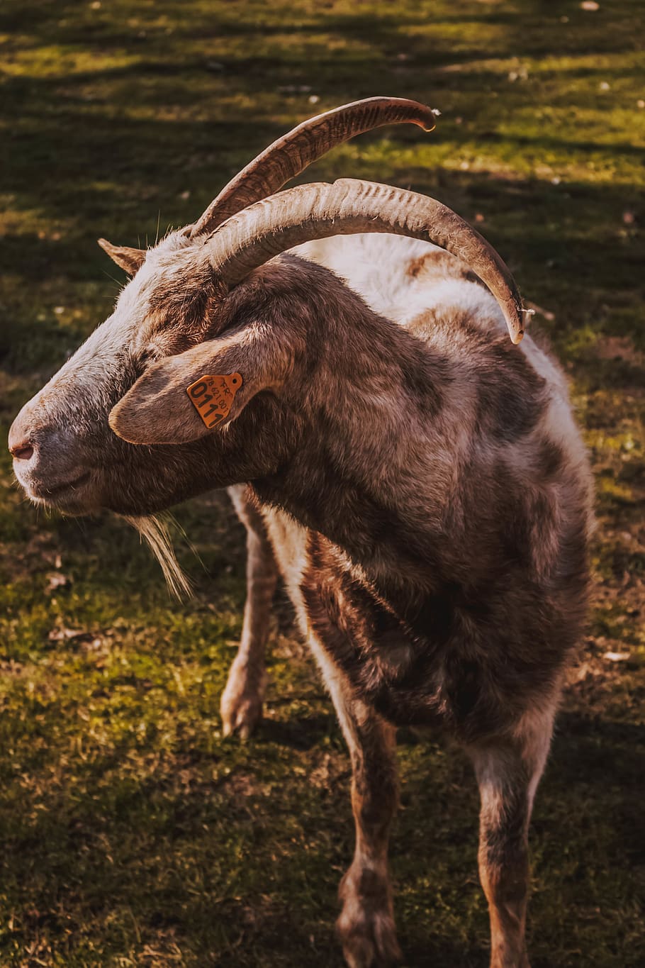 gray mountain goat, wildlife, animal, antelope, mammal, cattle HD wallpaper
