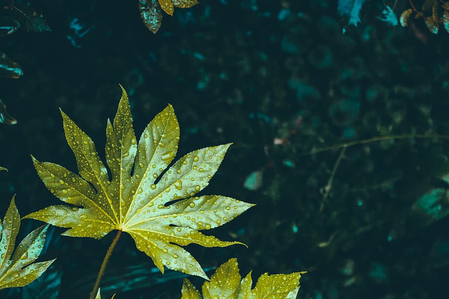 leaf, plant, tree, maple leaf, fish, animal, veins, sunlight HD wallpaper