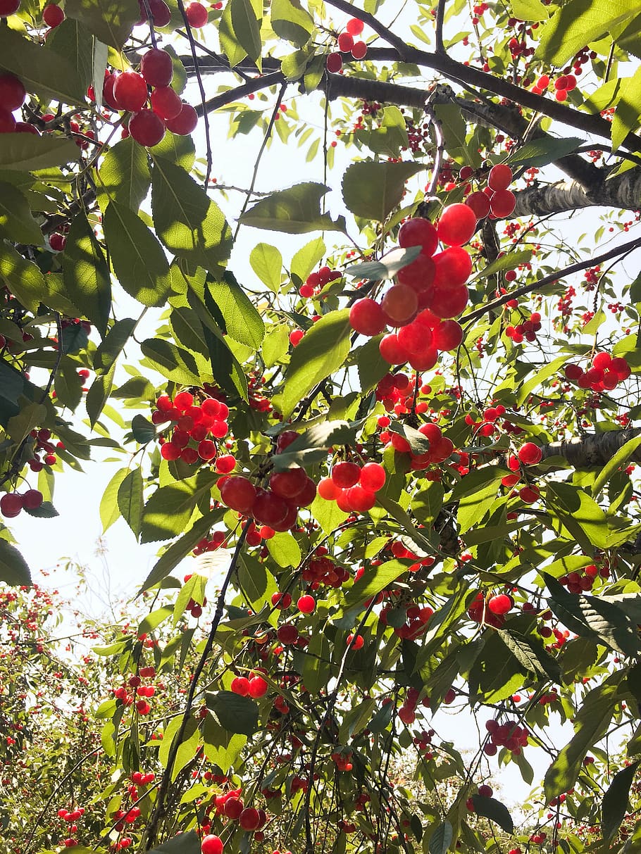 cherries, fruit, leaves, red, green, cherry, summer, michigan HD wallpaper