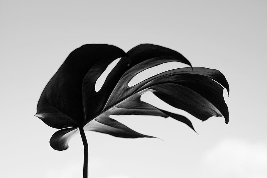 grayscale photography of swisscheese leaf, plant, leaves, nature
