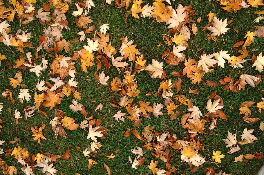 leaf, leaves, fall, nature, falltime, ground, warm, background HD wallpaper