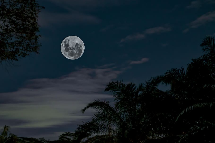 Low Angle Photography of Full Moon Under Silhouette of Tall Trees HD wallpaper