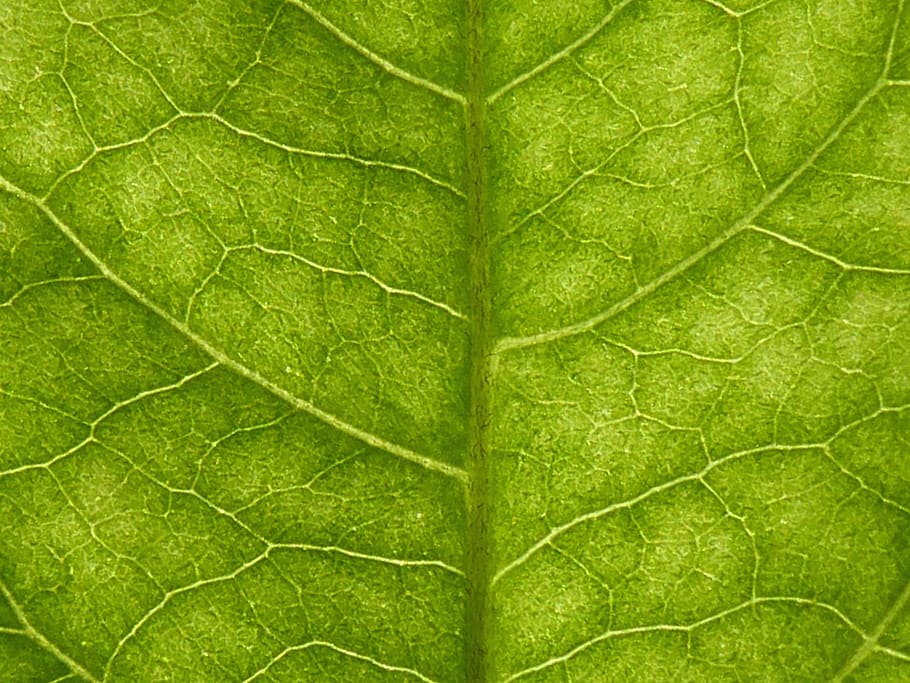 life, nature, leaf, transparency, green, nervure, detail, macro HD wallpaper