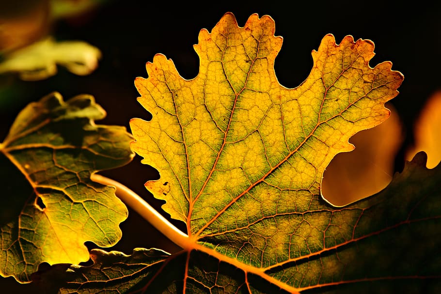 leaf, autumn colors, vein, pattern, structure, twig, nature HD wallpaper
