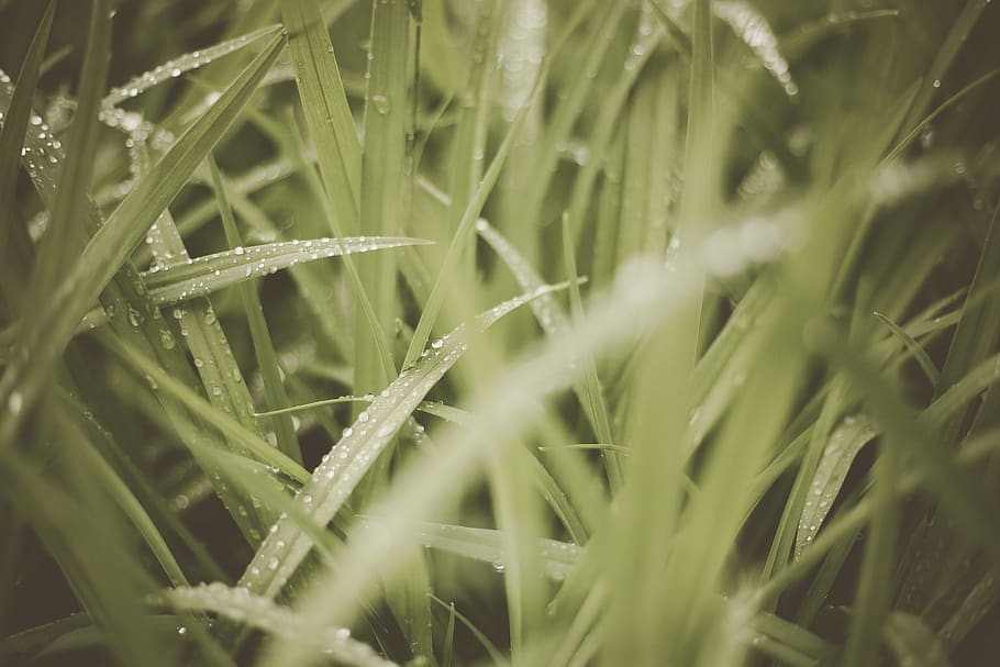 green-leafed plant, grass, lawn, vegetation, agropyron, reed HD wallpaper